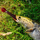 ISCA ARTIFICIAL REALISTA PESQUE MAIS - KITS PROMOCIONAIS